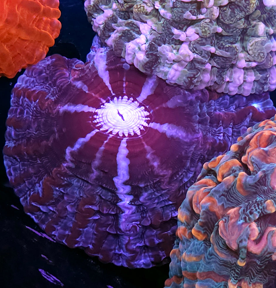 Troll Eye Indophyllia