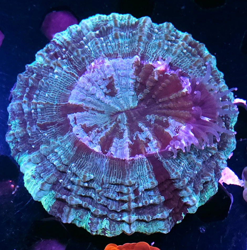 Crazy Acanthophyllia