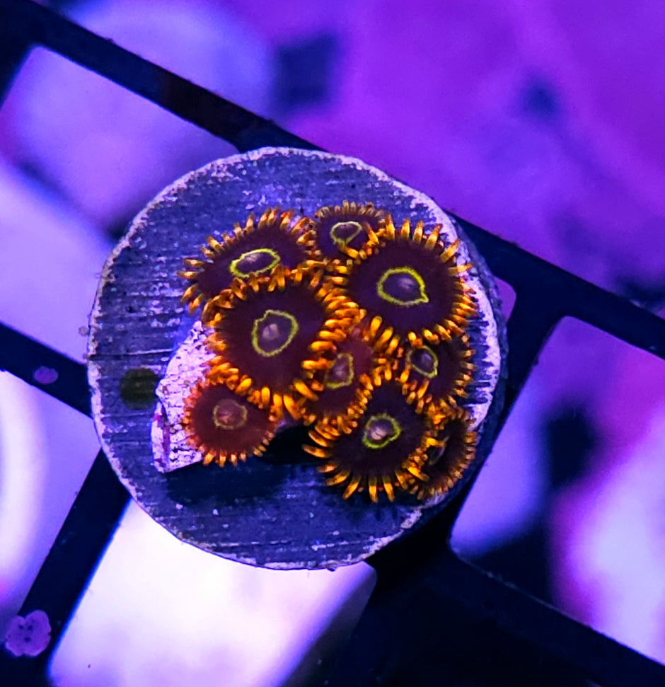 Rainbow Hornet Zoas