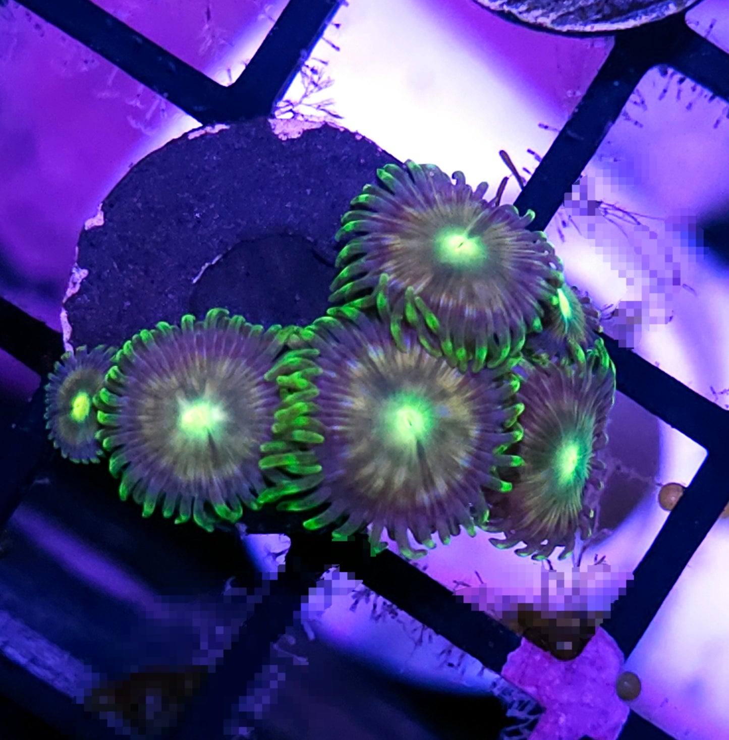 ECC Verdant Grove Zoas RARE