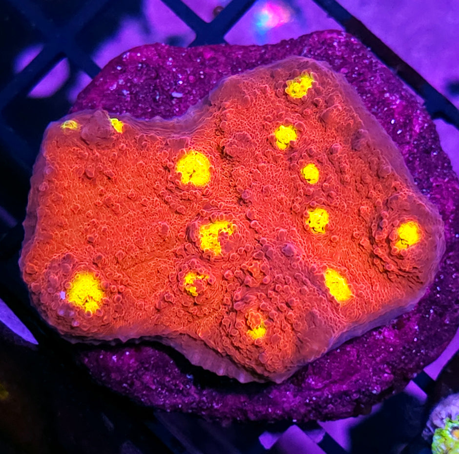 4" Golden Eye Chalice Colony