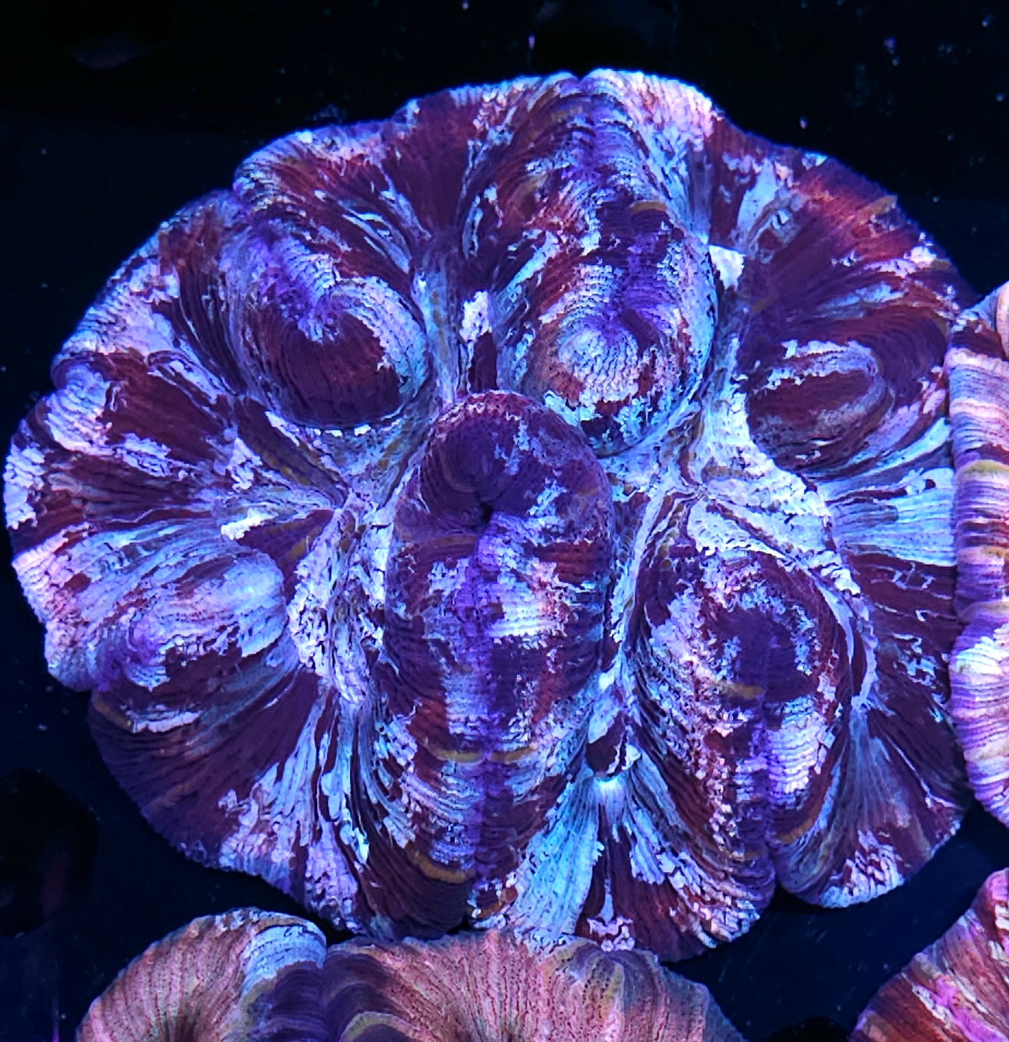 Frozen Hearted Wellsophyllia