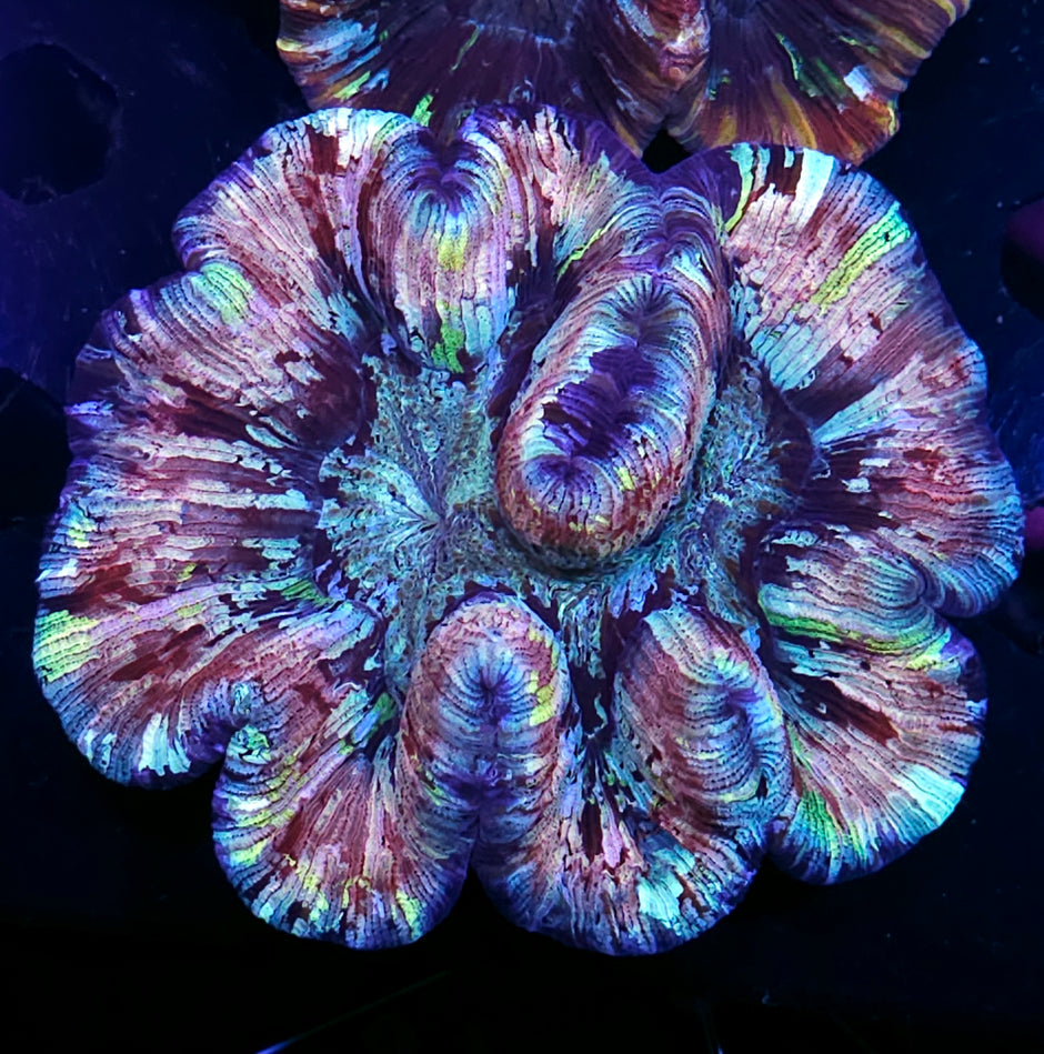 Ice Cream Candy Paint Wellsophyllia