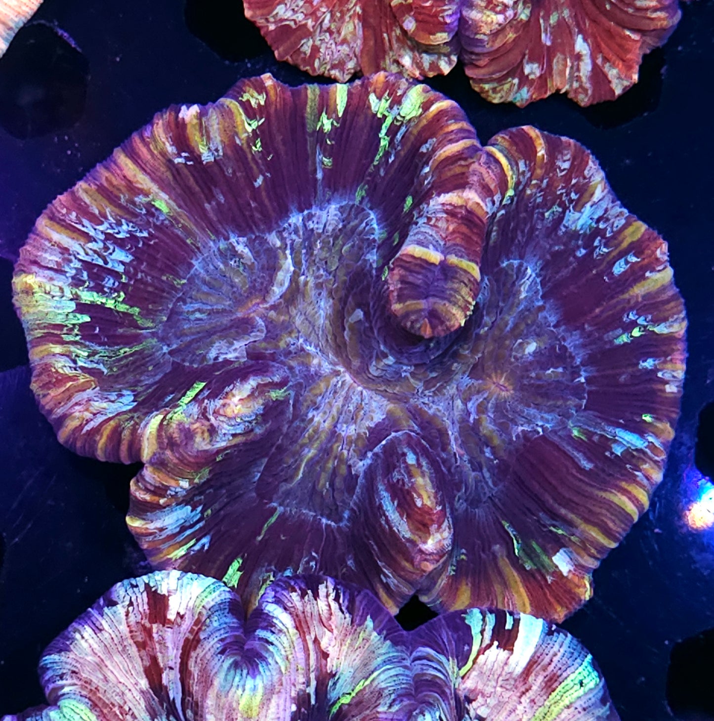Darkseid Wellsophyllia
