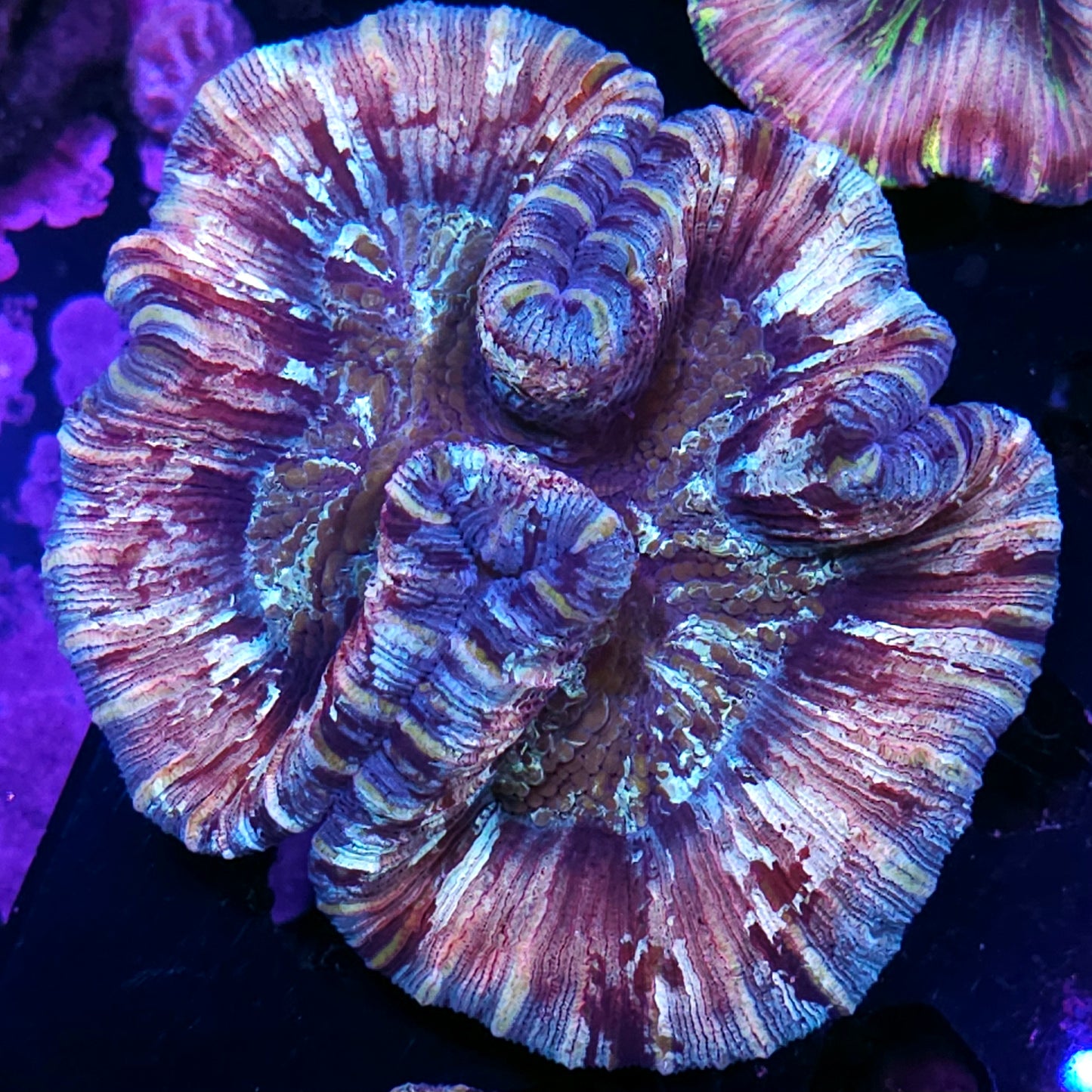 Peppermint Kush Wellsophyllia
