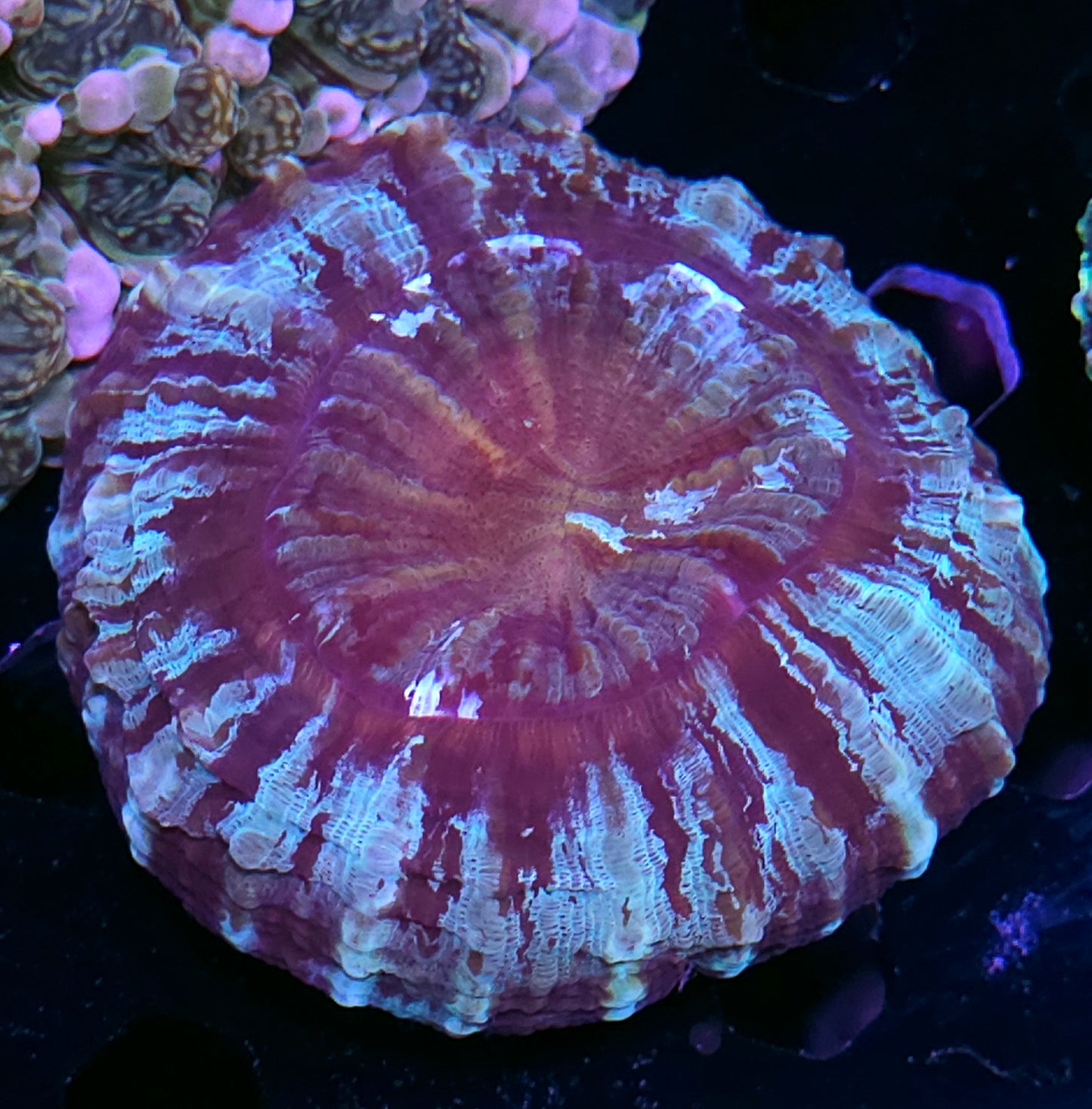 Bandit Acanthophyllia