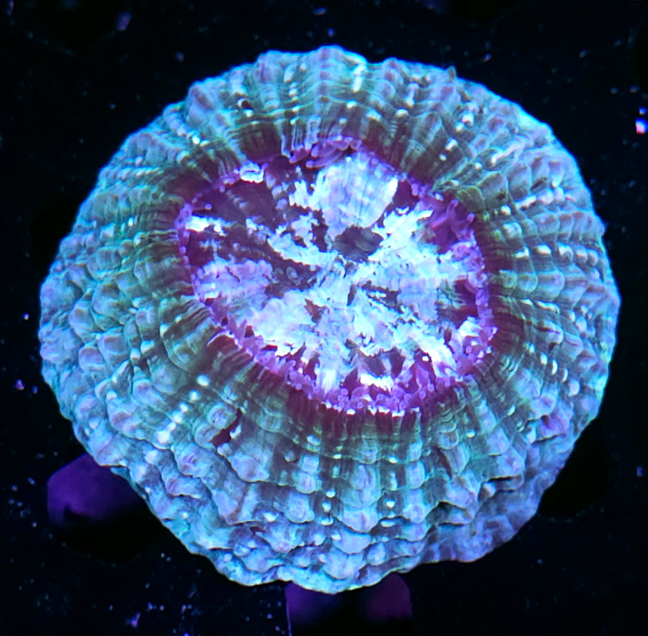 Astro Acanthophyllia