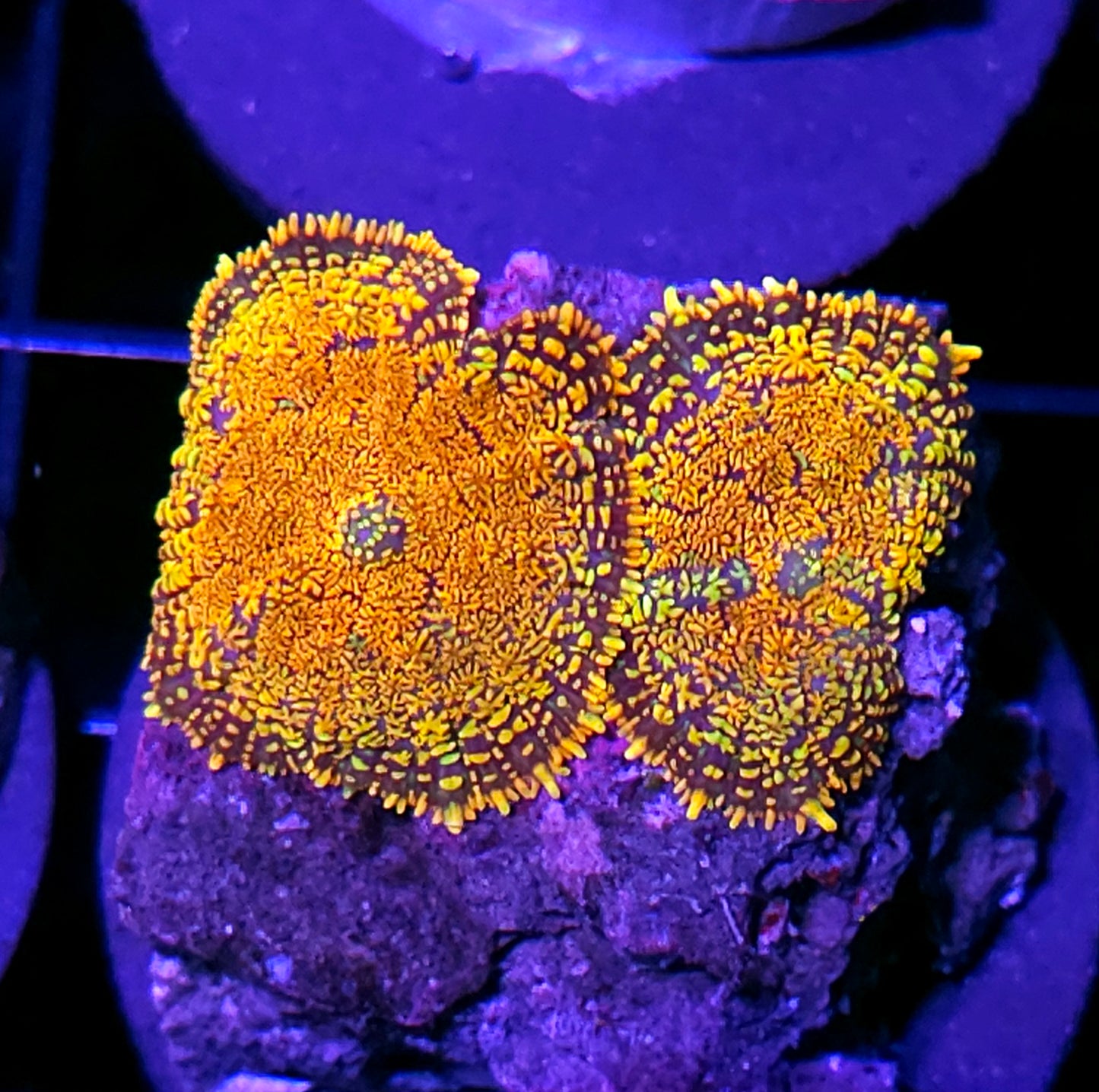 Wildfire Mushrooms