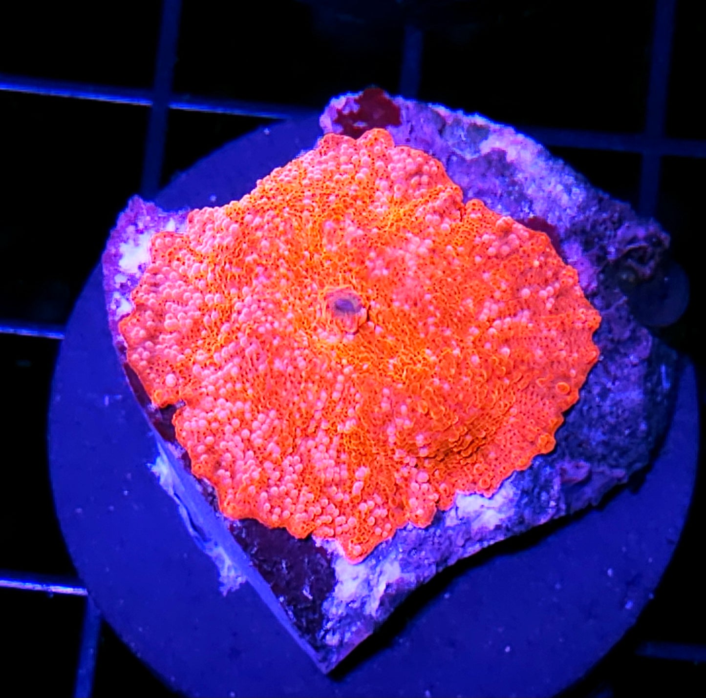 Red Devil Mushroom (But Mango colored)