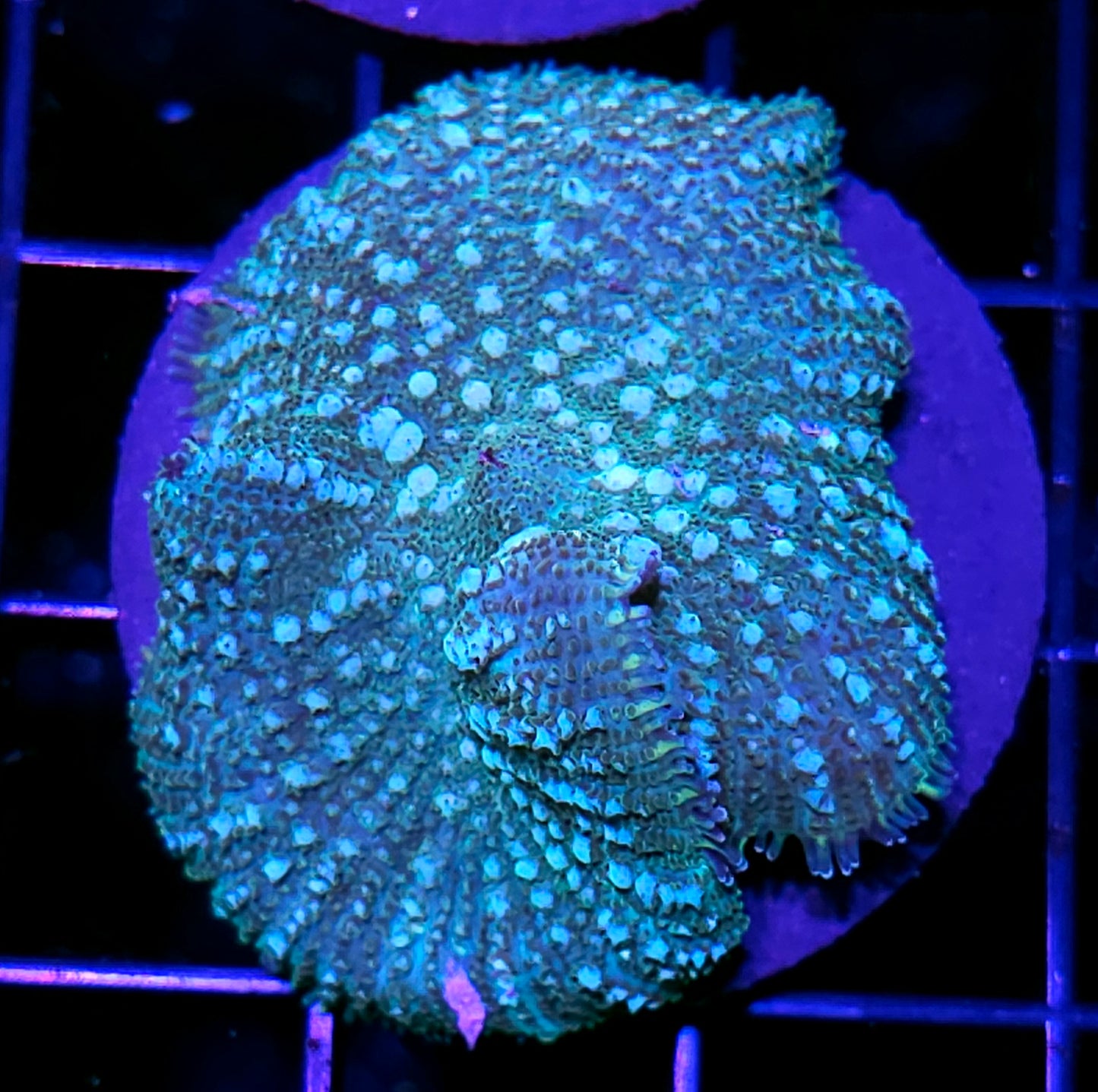 HF Goose Pimples Bounce Mushroom