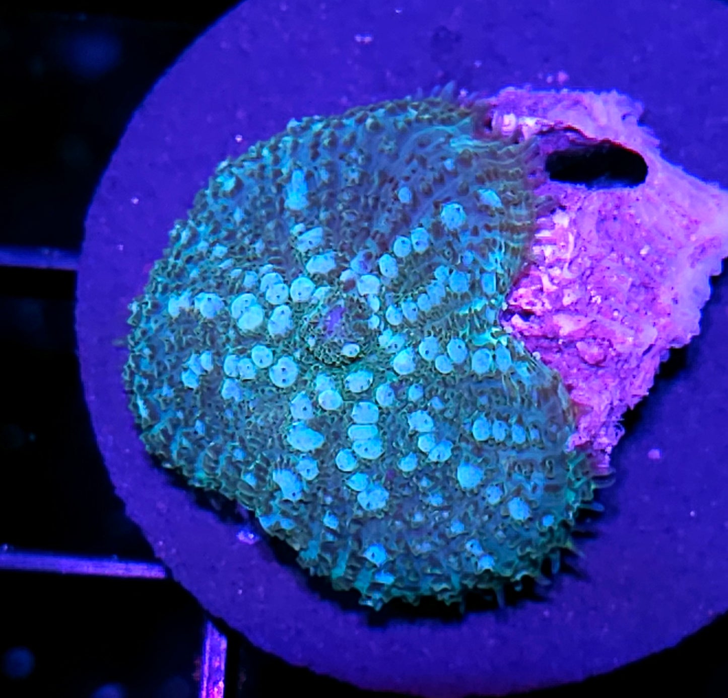 HF Goose Pimples Bounce Mushroom