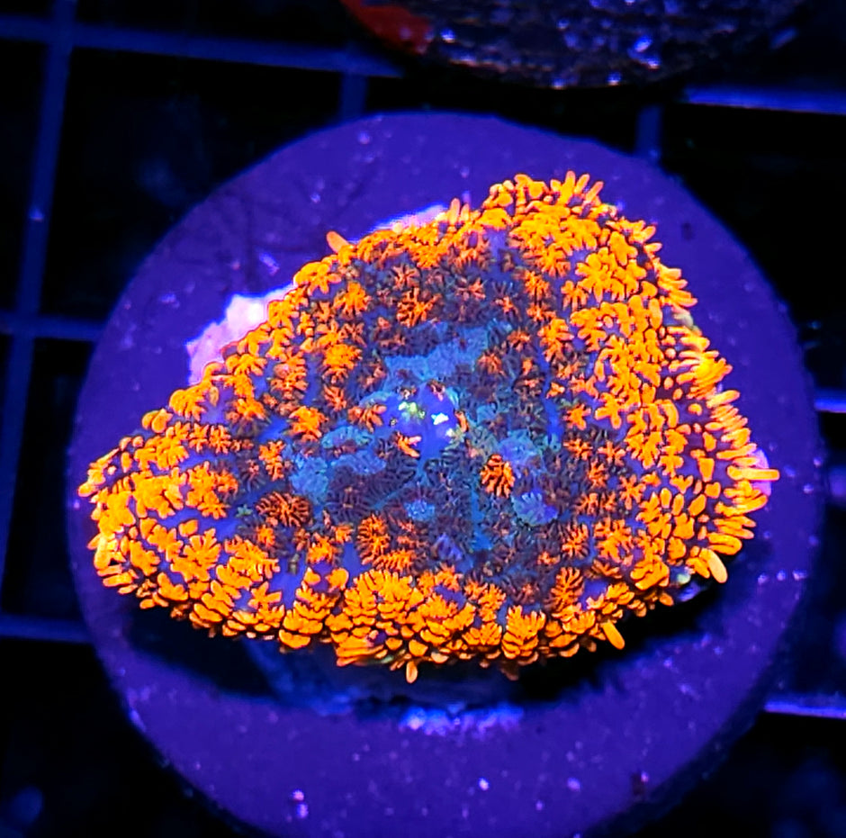 Pyromania Mushroom