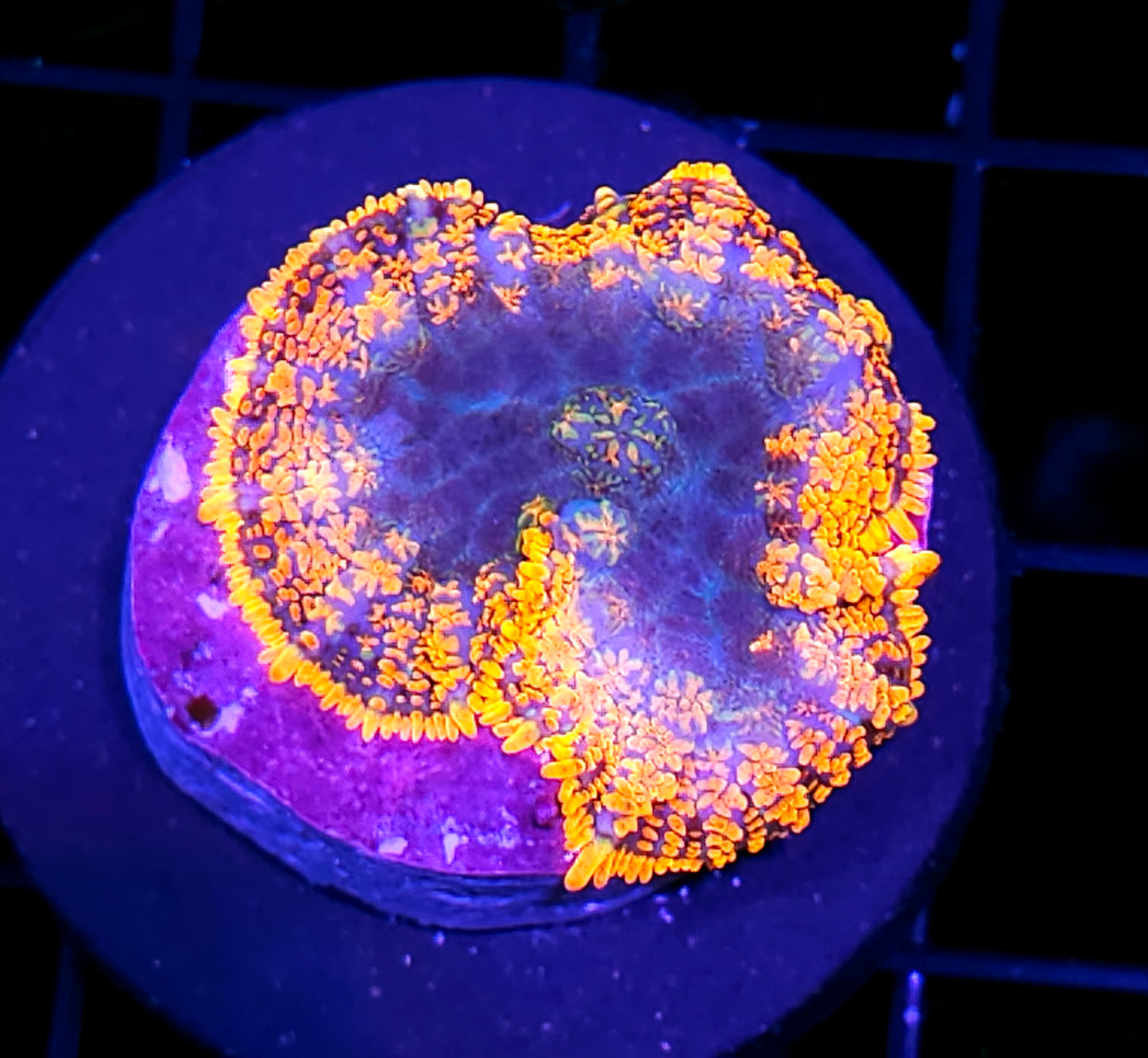 Ghost Flame Mushroom