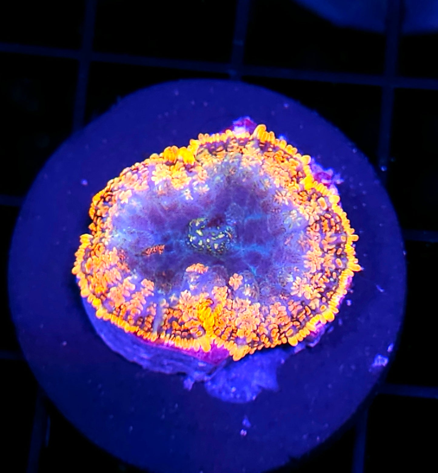 Ghost Flame Mushroom