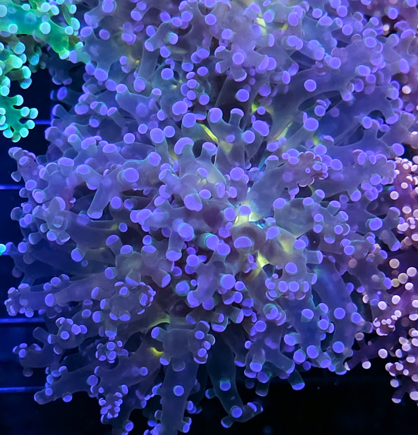 Wonderland Frogspawn