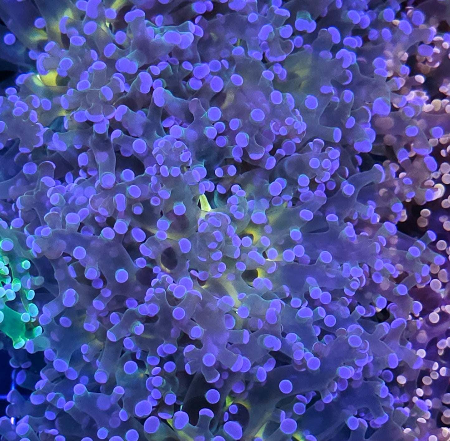 Wonderland Frogspawn