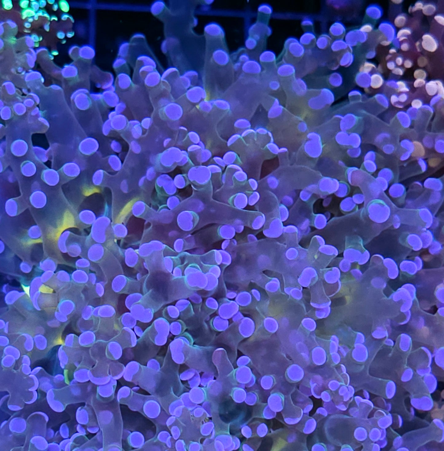 Wonderland Frogspawn