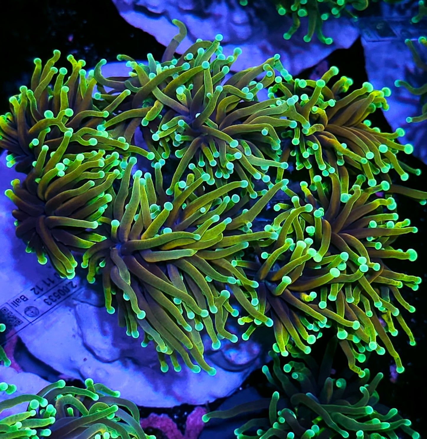 Approx 8 Head Dragon Master Torch Colony