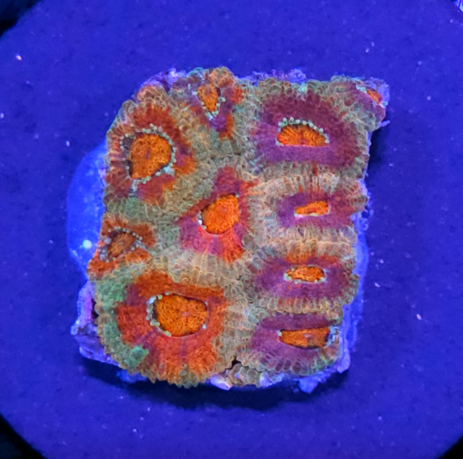 HF Love Potion Micromussa Amakusensis