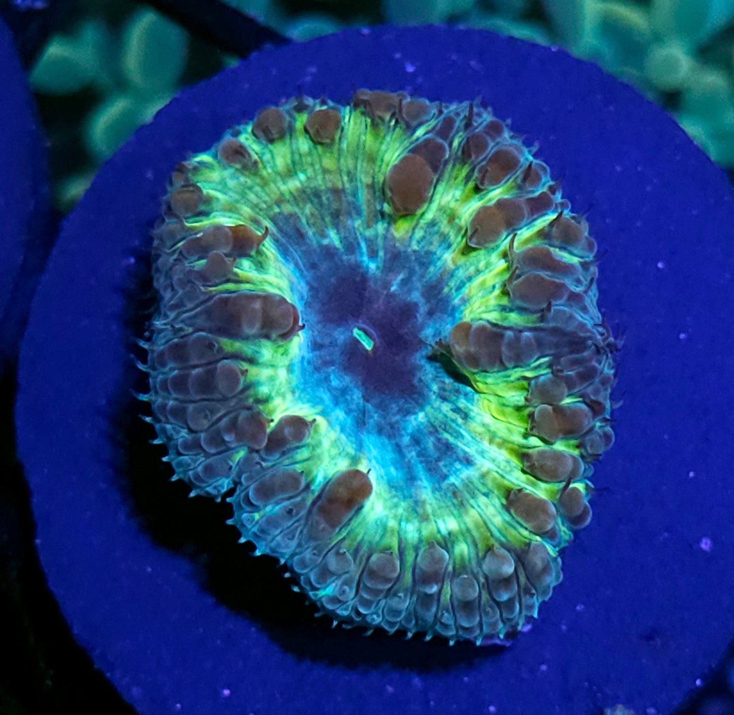HF Cosmic Glimmer Indonesian Blasto