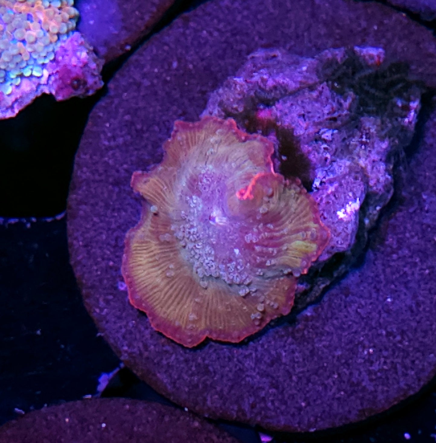 Gremlins Mushroom