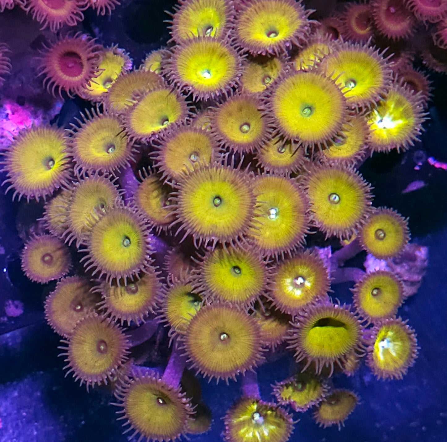 Mustard Gas Palythoa Grandis Colony