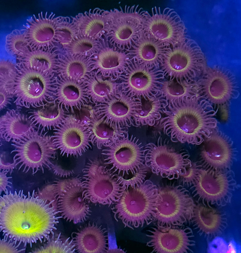 Golden Halo Palythoa Grandis Colony