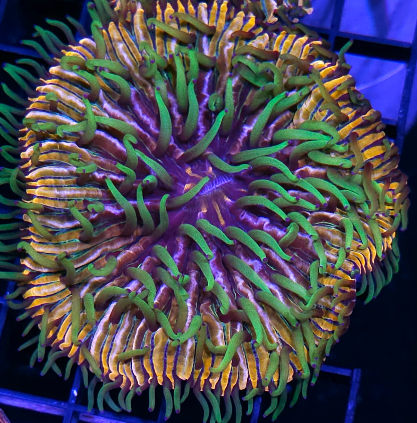 Baja Berserk Fungia Plate