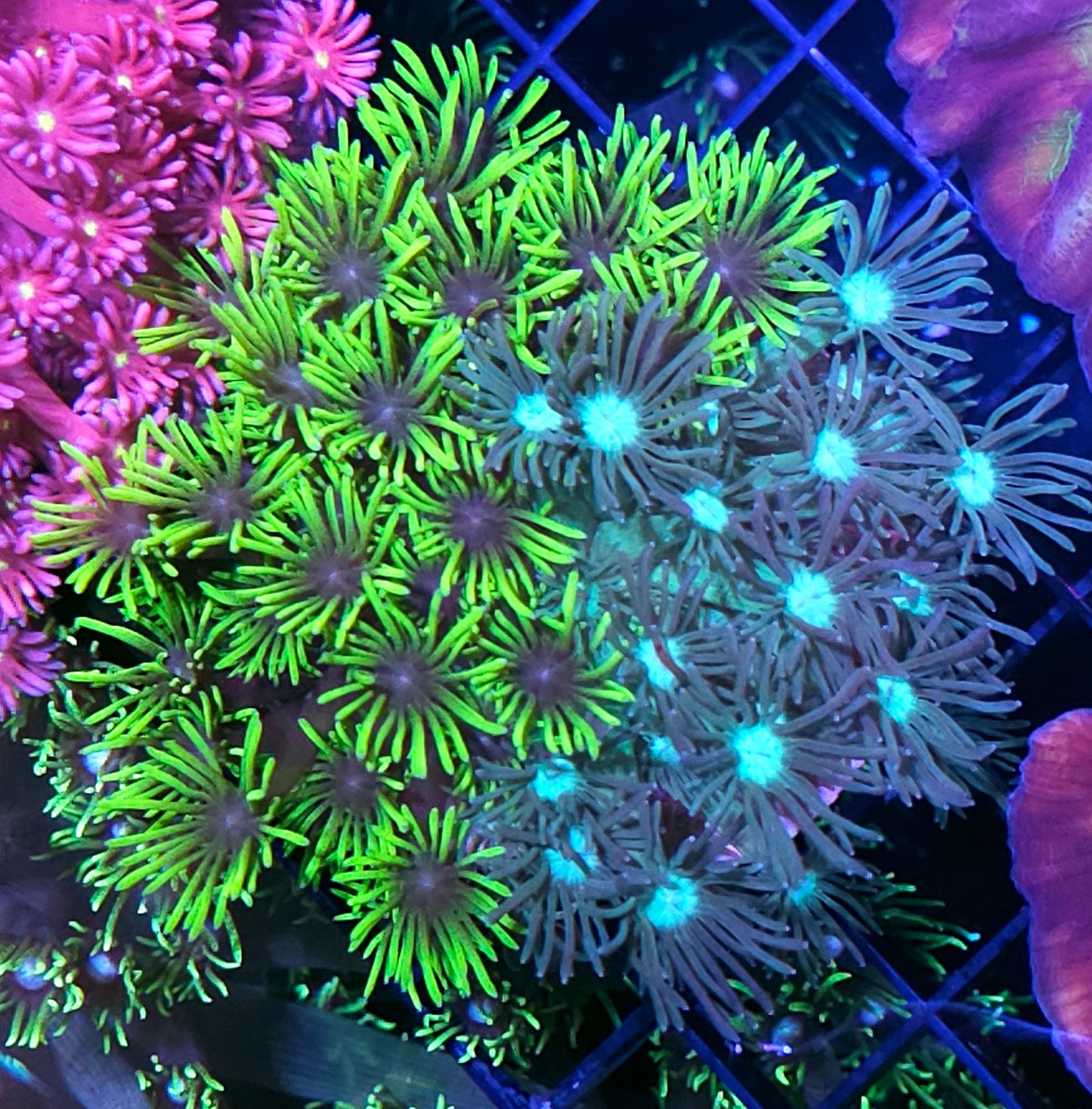 2 Face Epic Grafted Goniopora Colony