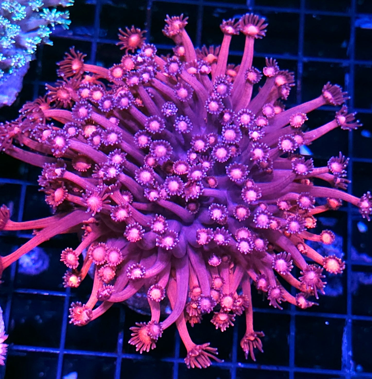 Confetti Goniopora Colony