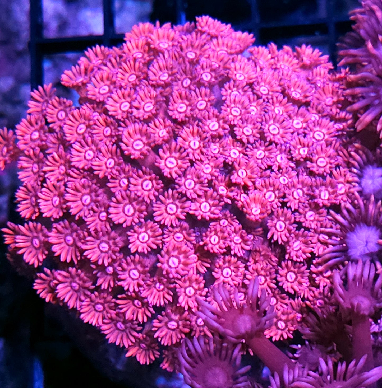 Pink Daisies Goniopora Colony