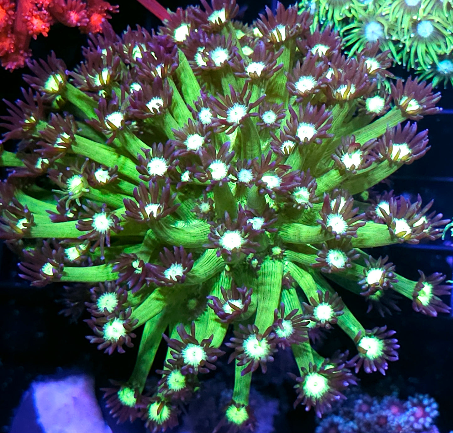 Enchanted Goniopora Colony