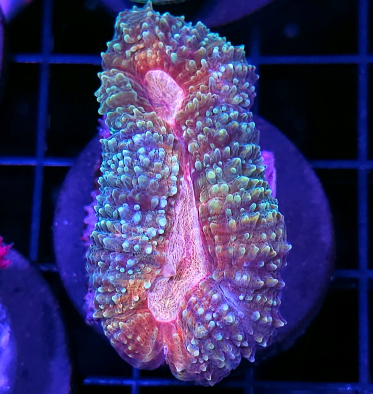 Matrix Lobophyllia