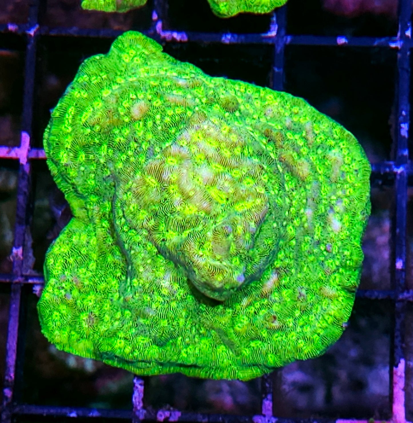 Kiwi Fusion Leptosersis Colony