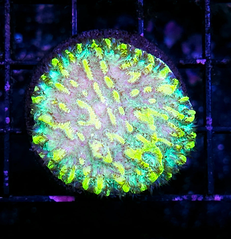Freak Hair Hydnophora