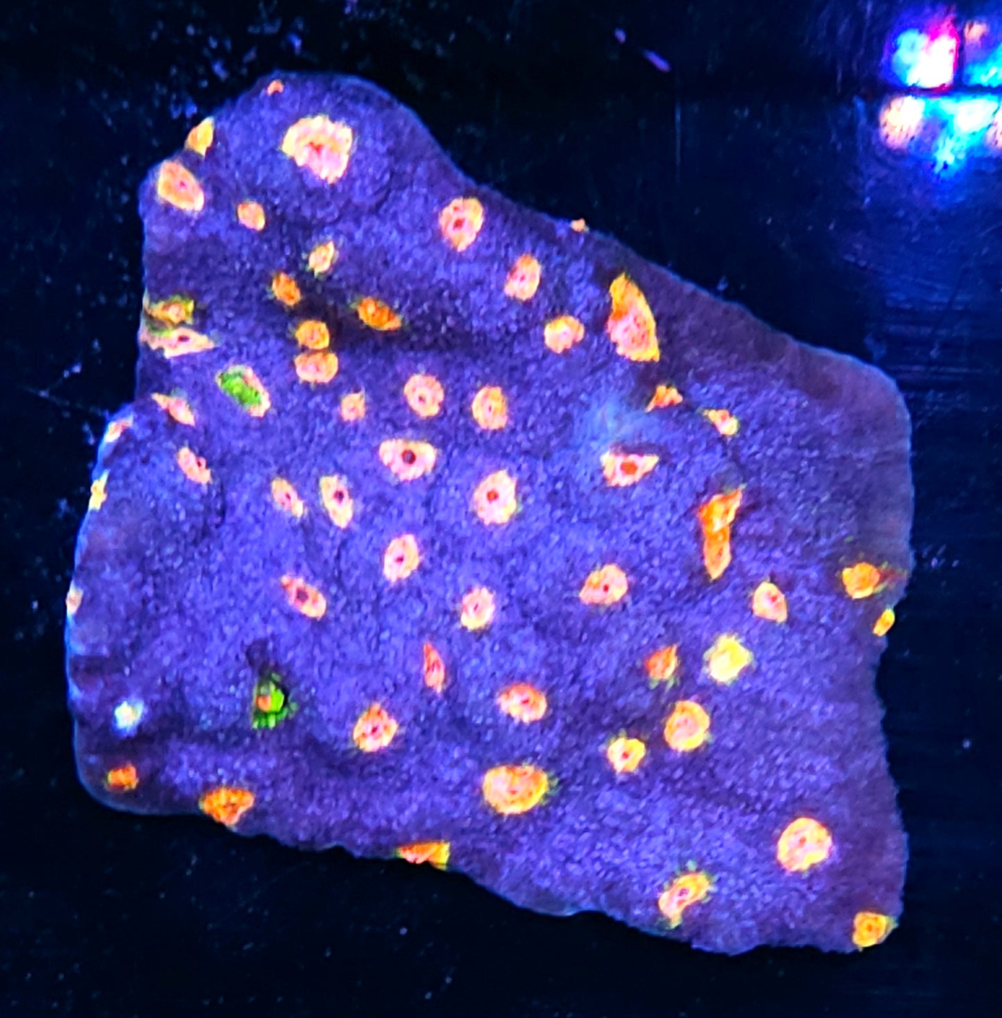 4-5" HF Dipping Dots Chalice Mother Colony
