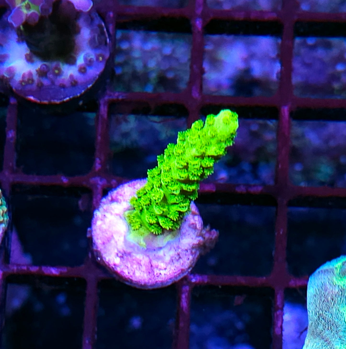 DR Toxic Florida Acropora