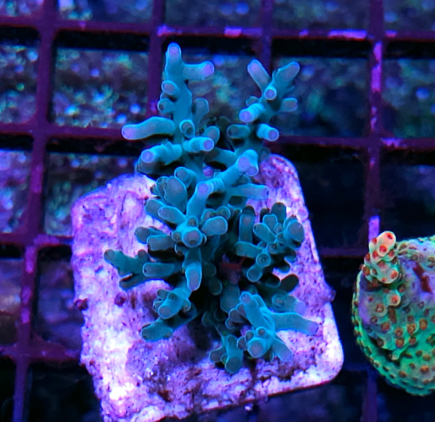 DR Hawkins Acropora Echinata Colony