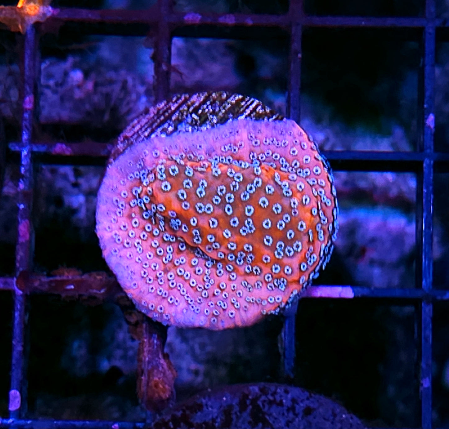 CT Mystic Sunrise Montipora