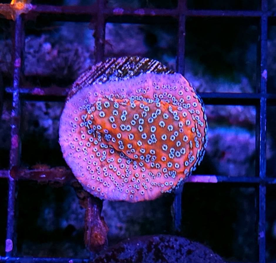 CT Mystic Sunrise Montipora