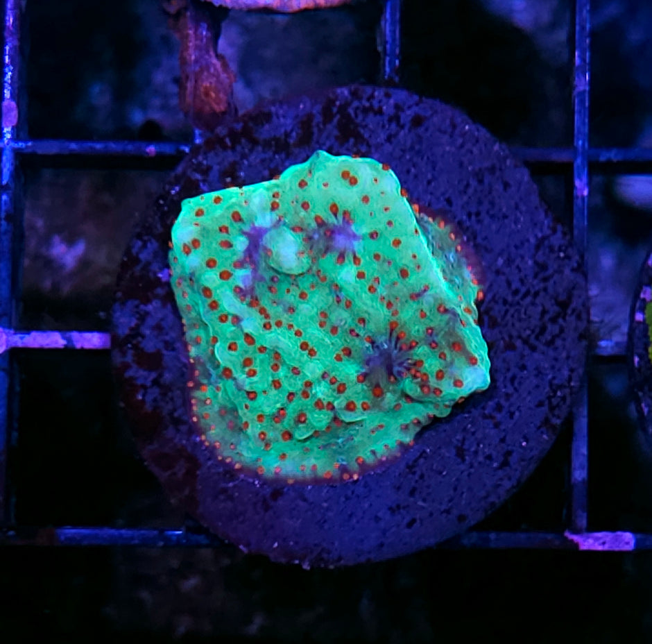 Santas Workshop Montipora red rim