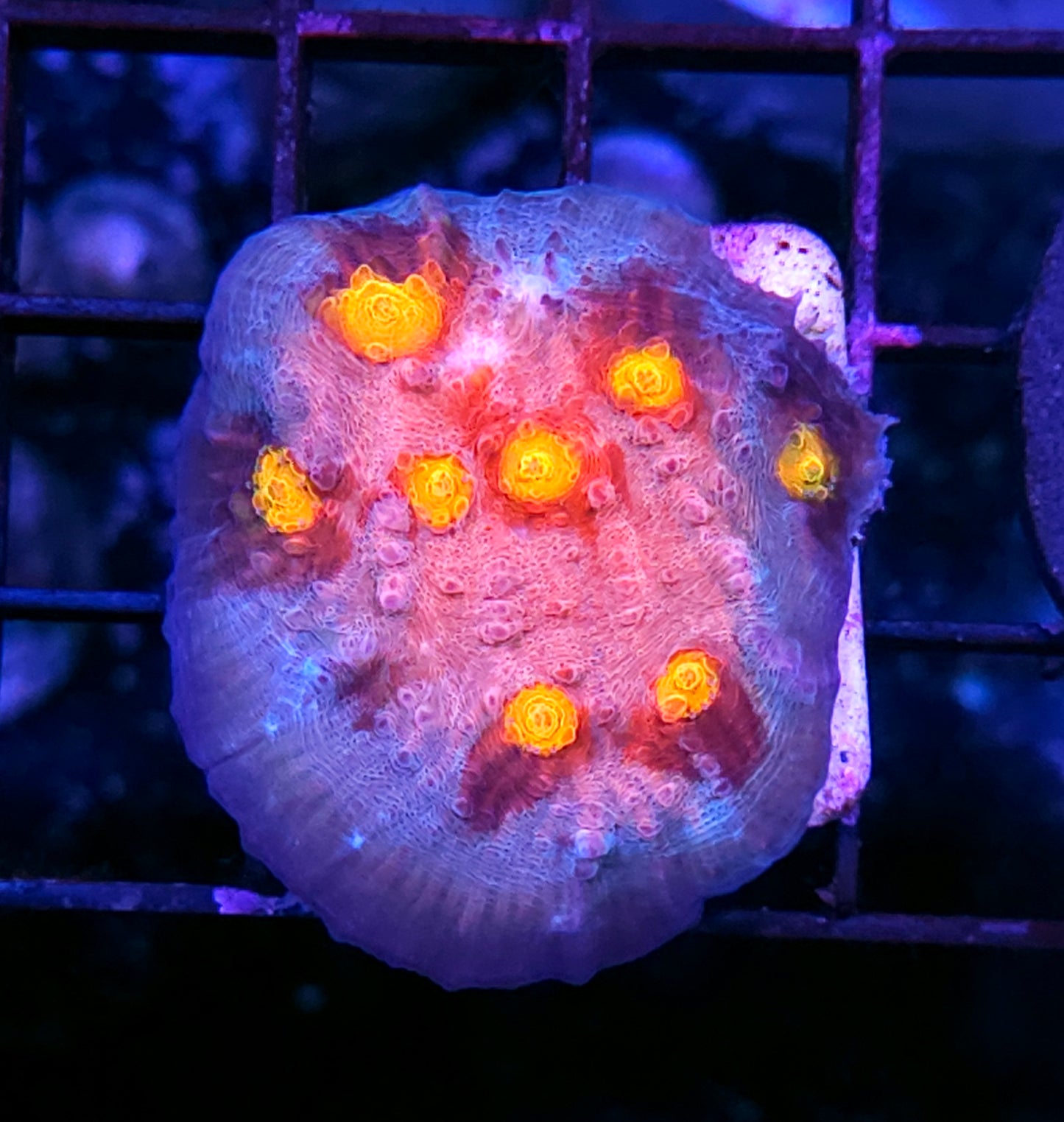 DR Biohazard Chalice Colony