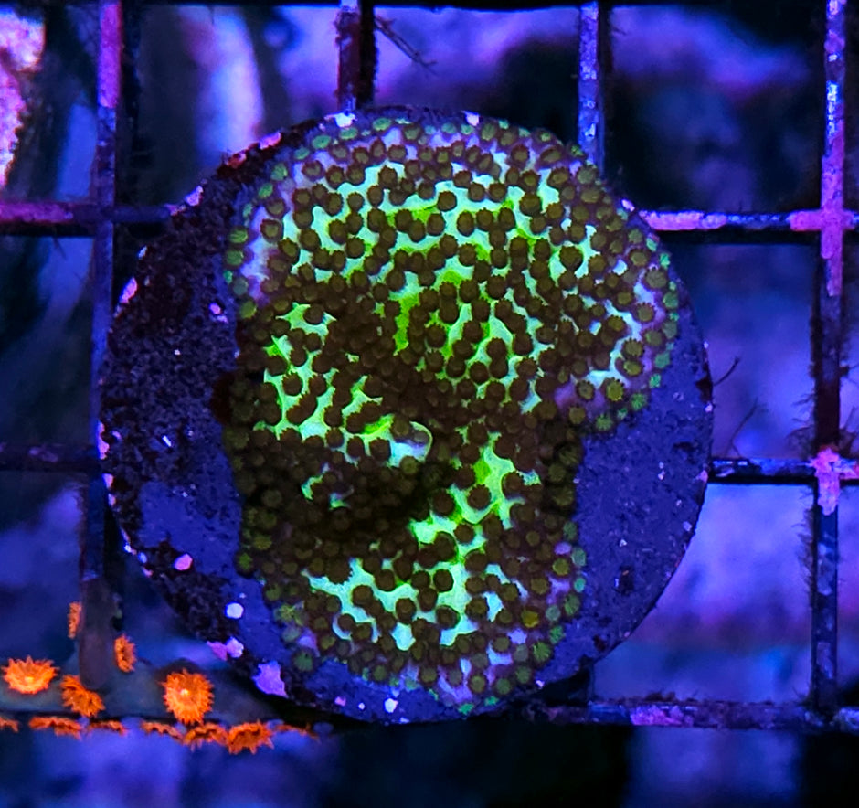 Mandalorian Montipora