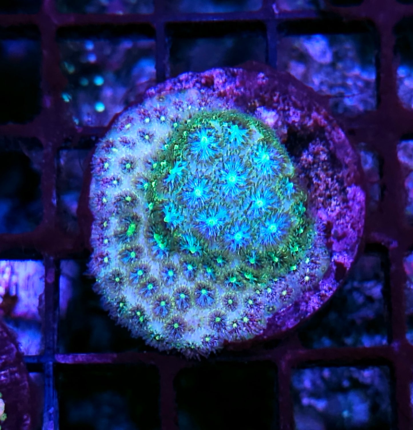 Stardust Leptastrea