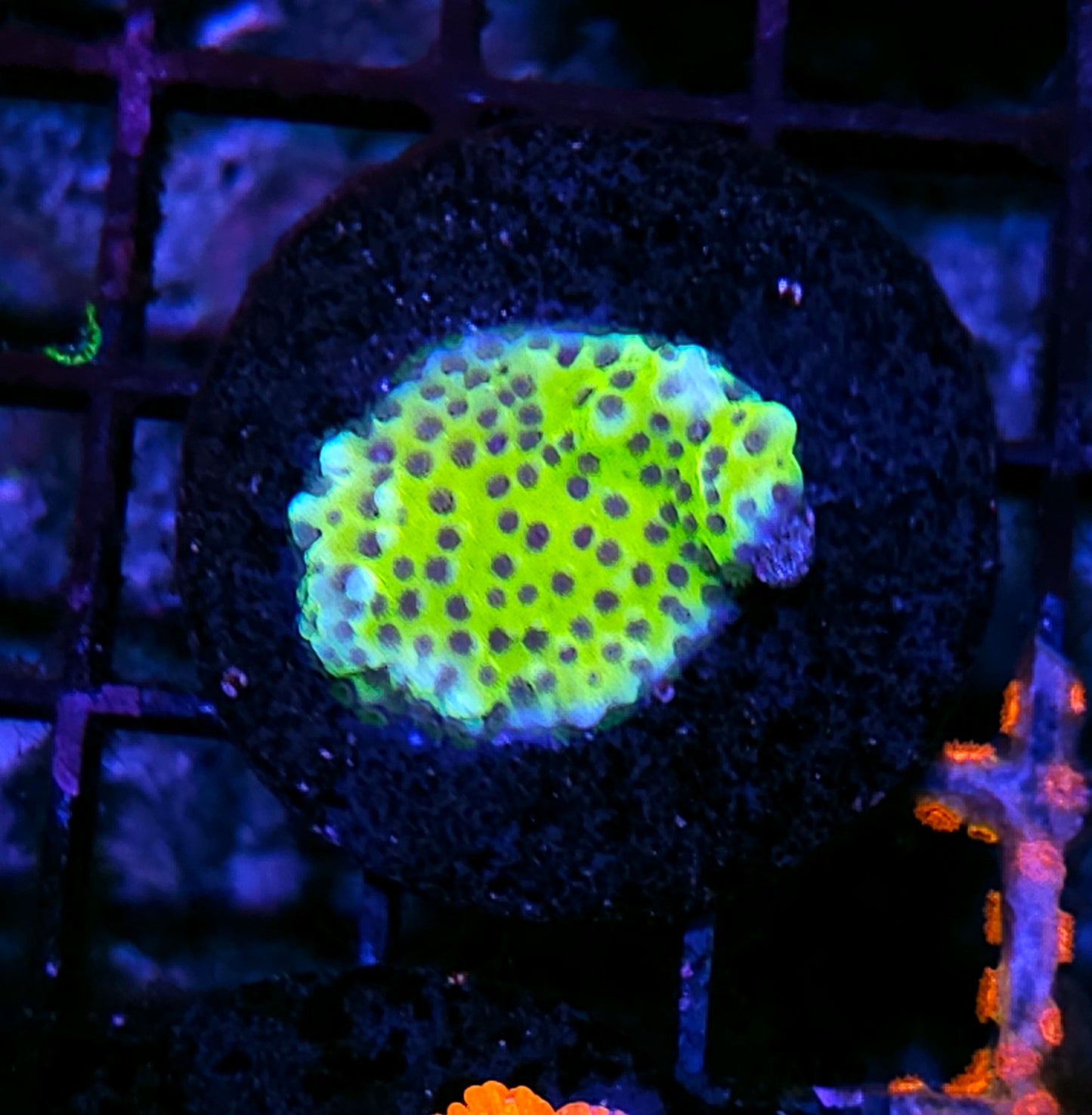 DR Buzzkill Montipora RARE