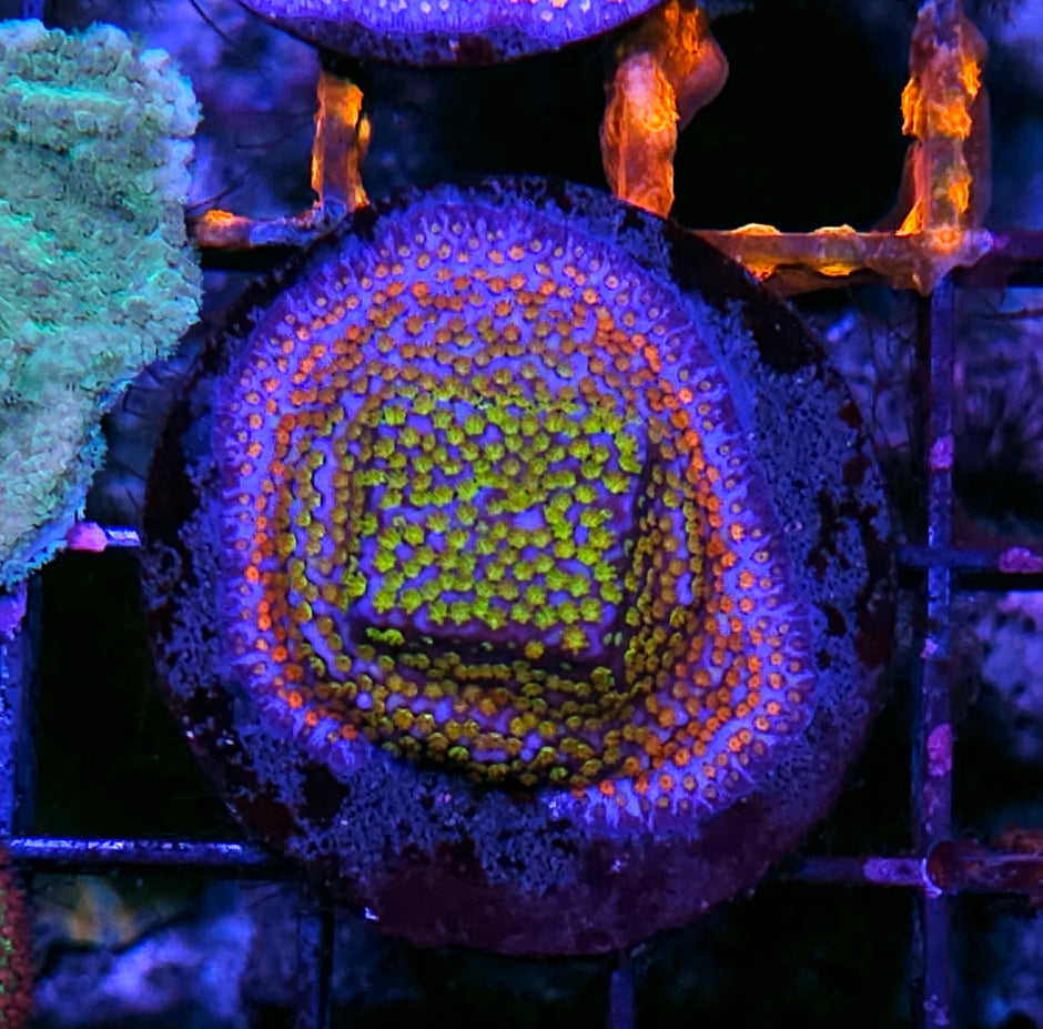 Rainbow Montipora
