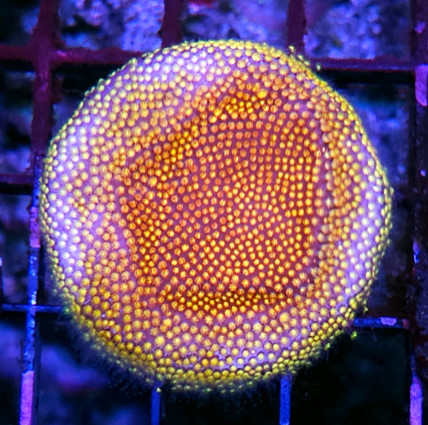 Twisted Metal Stylocoeneila Colony