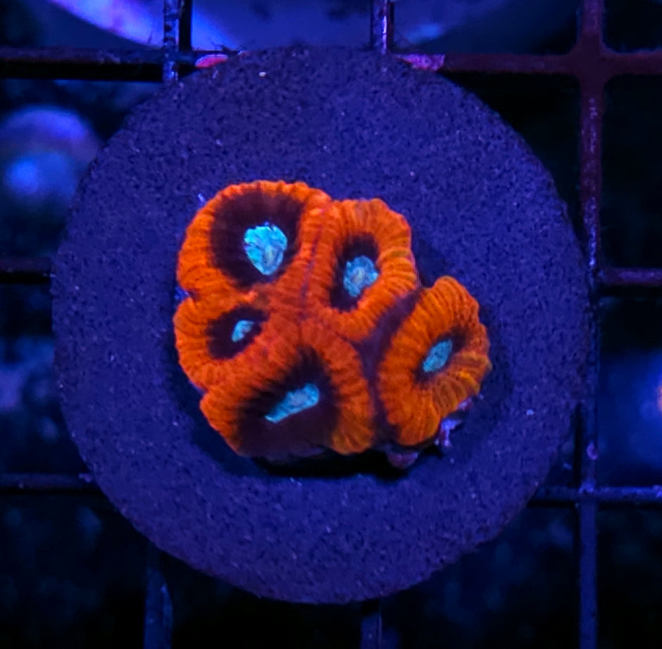 Demon Kiss Micro Favia