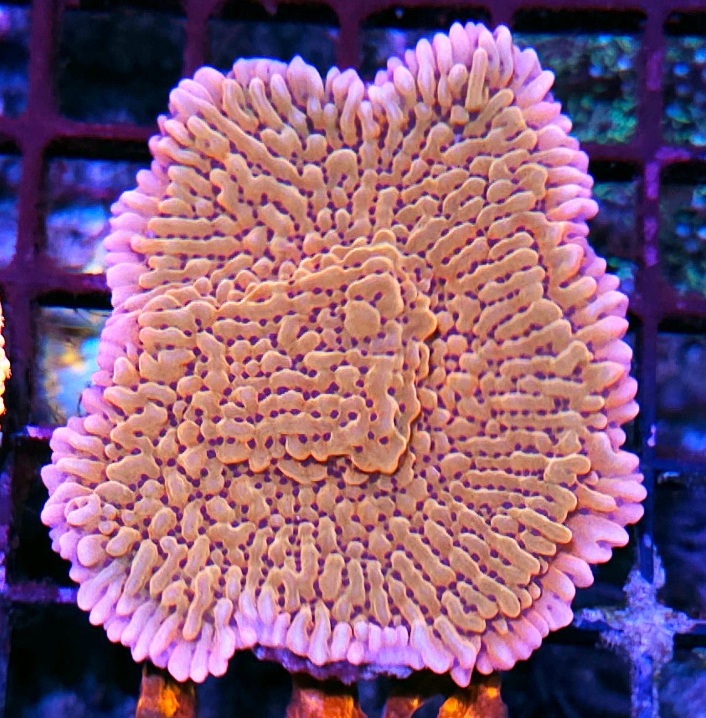 DR Death Spiral Montipora Colony