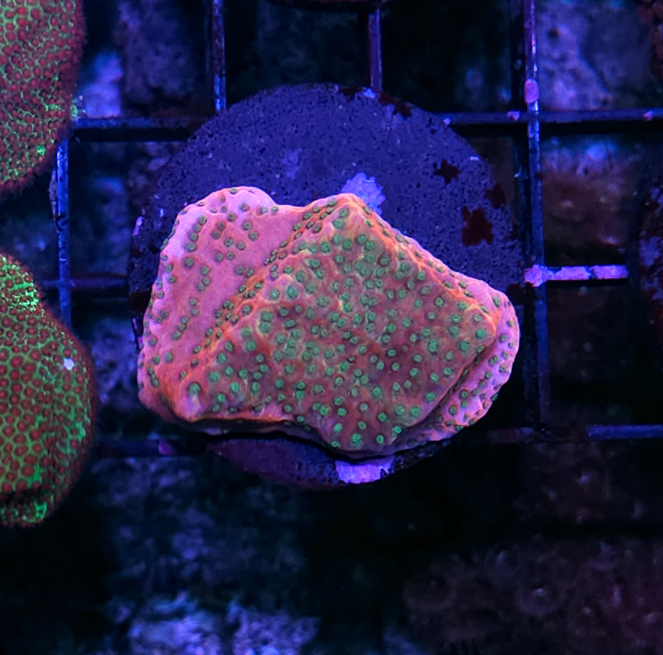 Sunset Montipora